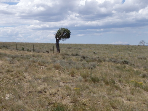 GDMBR:  A Lone Tree struggles to survive.